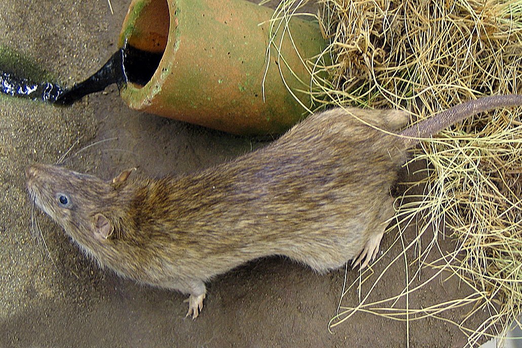 Wanderratte Desinsekta GmbH