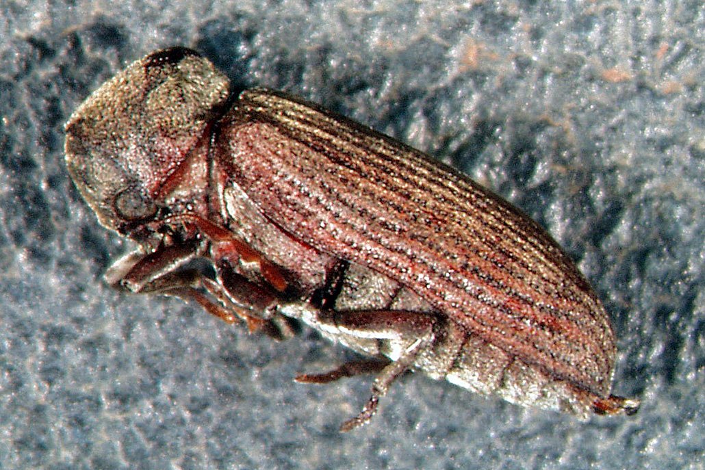 Gewöhnlicher Nagekäfer Desinsekta GmbH