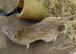 Wanderratte Rattus-norvegicus