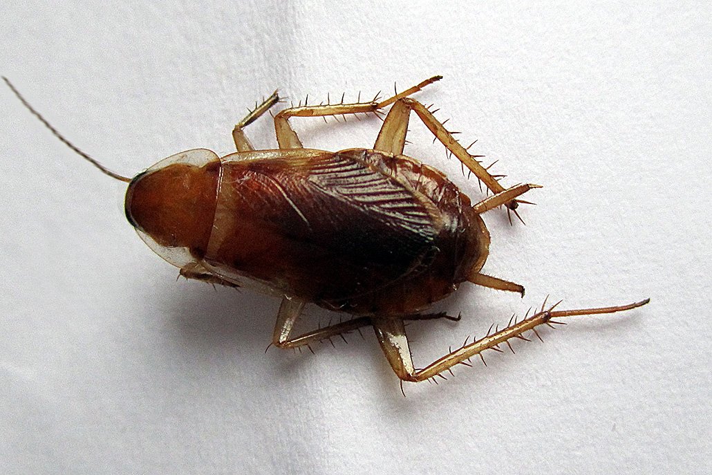 Braunband Schabe Desinsekta GmbH
