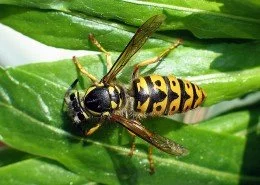 Deutsche Wespe Paravespula Germania Weibchen