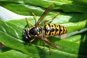 Deutsche Wespe Paravespula Germania Weibchen