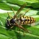 Deutsche Wespe Paravespula Germania Weibchen