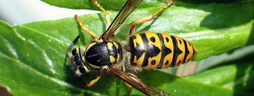 Deutsche Wespe Paravespula Germania Weibchen