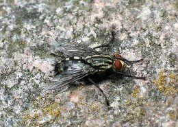 Fleischfliege Sarcophaga carnaria