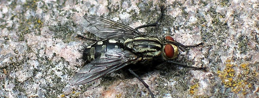 Fleischfliege Sarcophaga carnaria