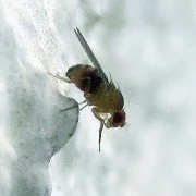 Fruchtfliege Drosophila