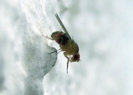 Fruchtfliege Drosophila