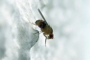 Fruchtfliege Drosophila