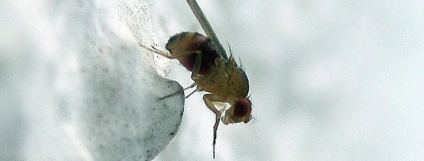 Fruchtfliege Drosophila