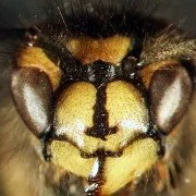 Gemeine Wespe Paravespula vulgaris