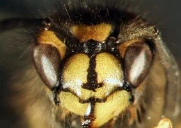 Gemeine Wespe Paravespula vulgaris