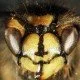 Gemeine Wespe Paravespula vulgaris