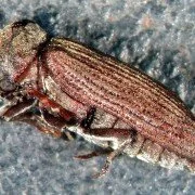 Gemeiner Nagekäfer Anobium punctatum