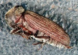 Gemeiner Nagekäfer Anobium punctatum