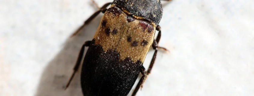 Gemeiner Speckkäfer Derbstes lardarius