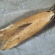 Getreidemotte Sitotroga cerealella