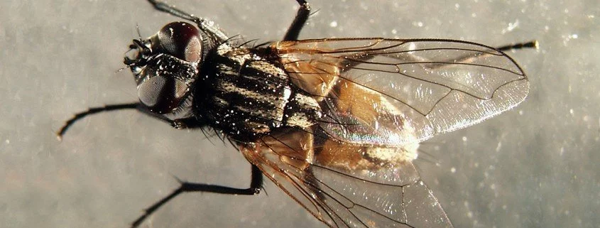 Große Stubenfliege Musca domestica