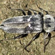 Hausbock Hylotrupes bajulus