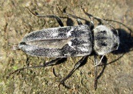 Hausbock Hylotrupes bajulus