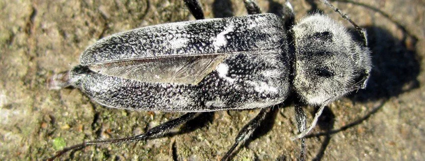 Hausbock Hylotrupes bajulus