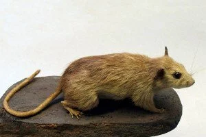 Hausratte Rattus rattus