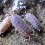 Kellerassel Porcellio scaber