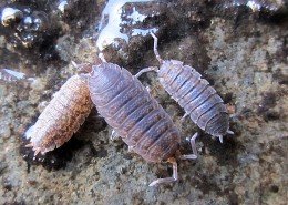 Kellerassel Porcellio scaber