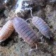 Kellerassel Porcellio scaber