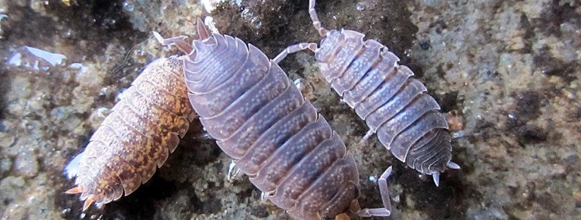 Kellerassel Porcellio scaber