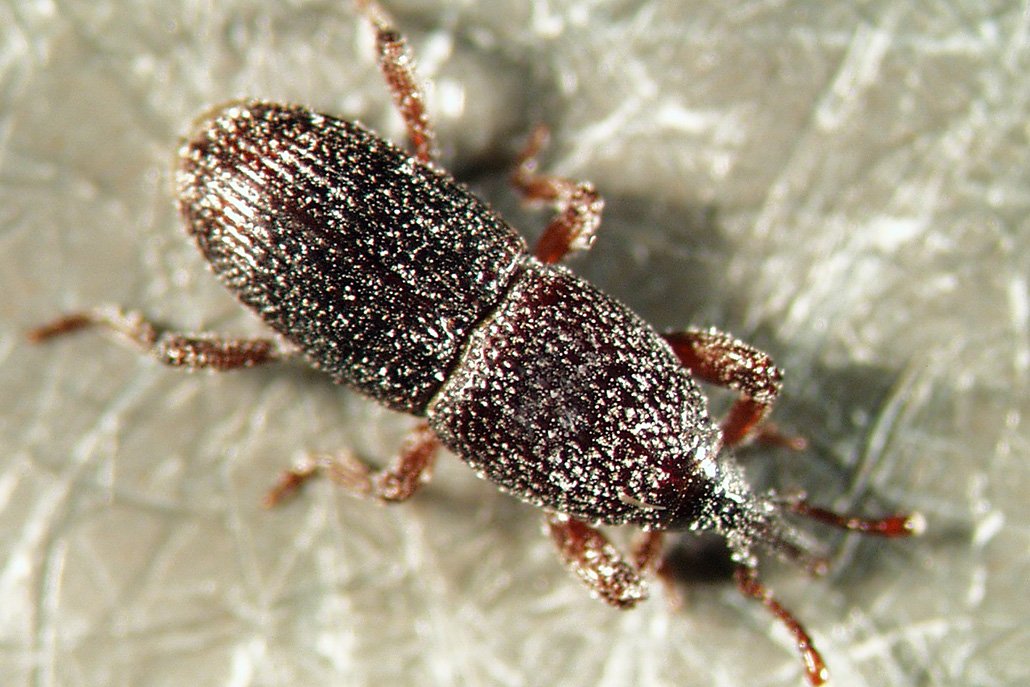 Kornkäfer Desinsekta GmbH