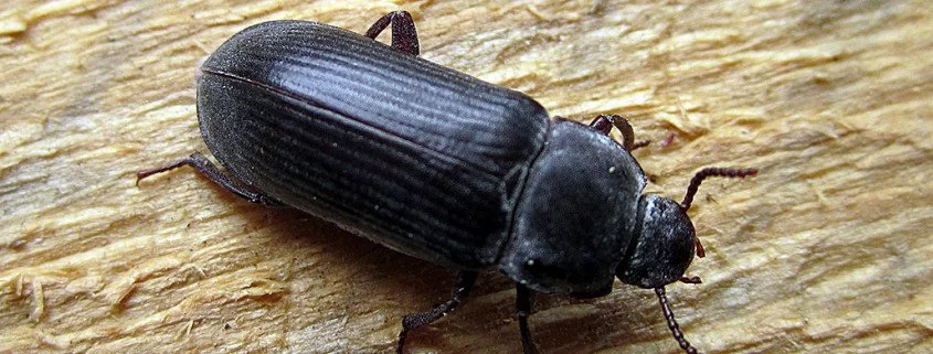 Mehlkäfer Tenebrio molitor