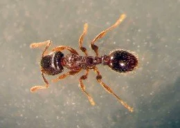 Rasenameise Tetramorium caespitum