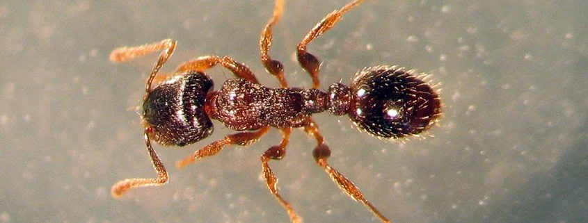 Rasenameise Tetramorium caespitum