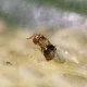 Schlupfwespe Ichneumonidae