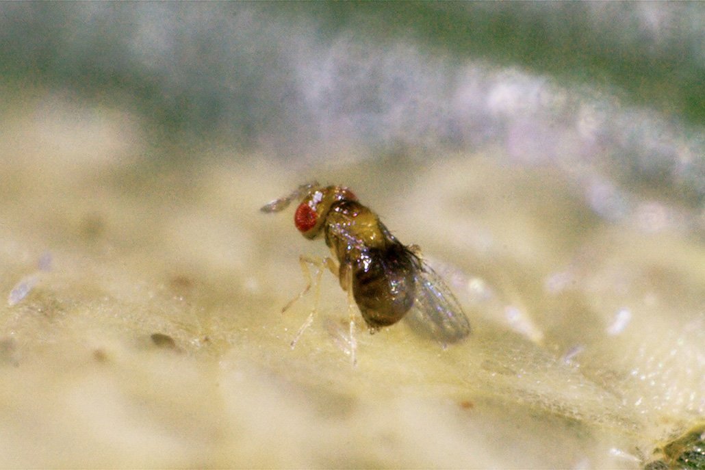 Schlupfwespen Desinsekta GmbH