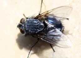 Schmeißfliege Calliphora erythrocephala