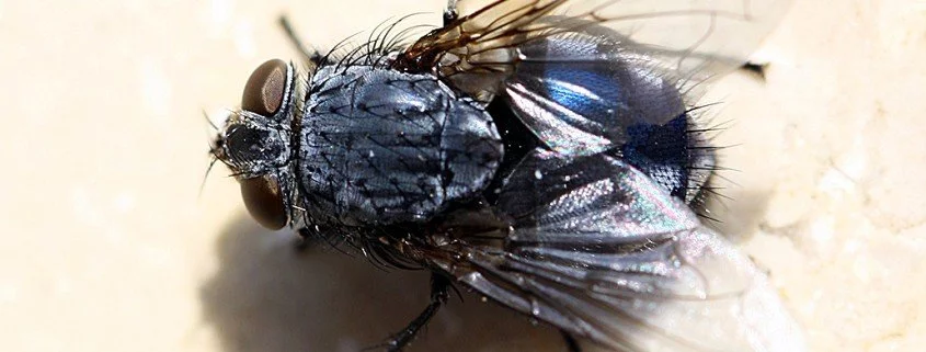 Schmeißfliege Calliphora erythrocephala