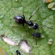 Schwarzgraue Wegameise Lasius niger