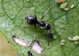 Schwarzgraue Wegameise Lasius niger