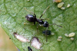 Schwarzgraue Wegameise Lasius niger