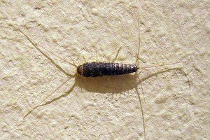 Silberfischchen Lepisma saccharina