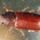 Amerikanischer Reismehlkäfer Tribolium confusum