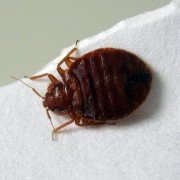 Bettwanze Cimex lectularius