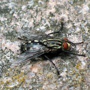 Fleischfliege Sarcophaga carnaria