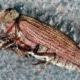 Gemeiner Nagekäfer Anobium punctatum