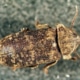 Gescheckter Nagekäfer Xestobium rufovillosum