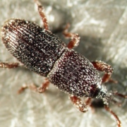 Kornkäfer Sitophilus granarius