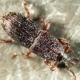Kornkäfer Sitophilus granarius