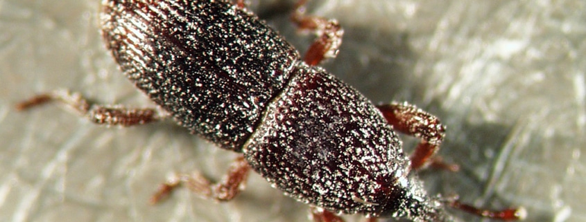 Kornkäfer Sitophilus granarius
